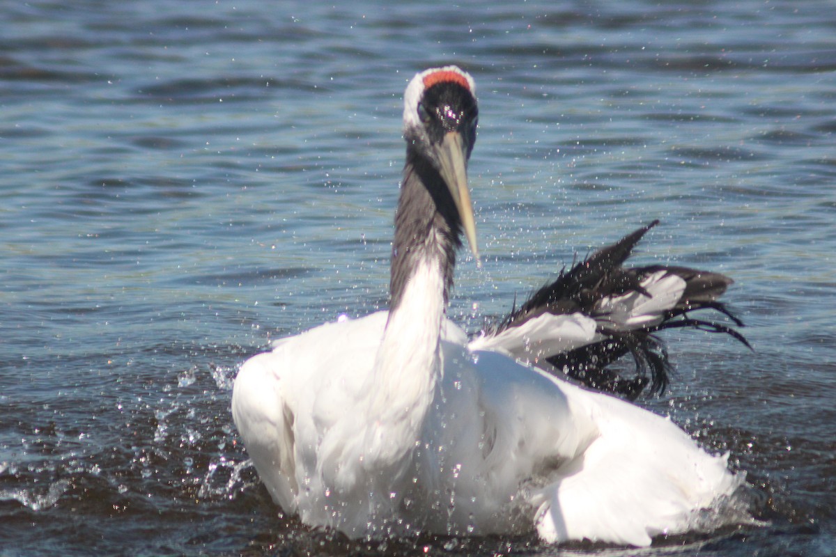 Red-crowned Crane - ML641045008