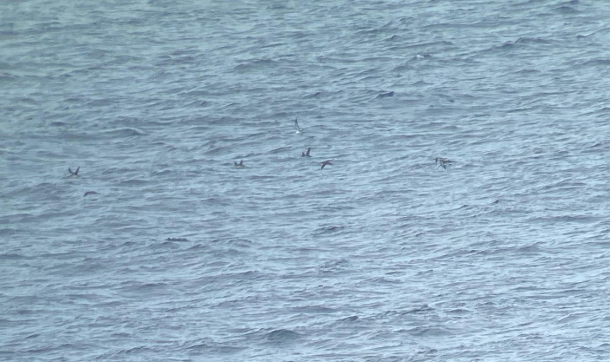 Manx Shearwater - ML641045022