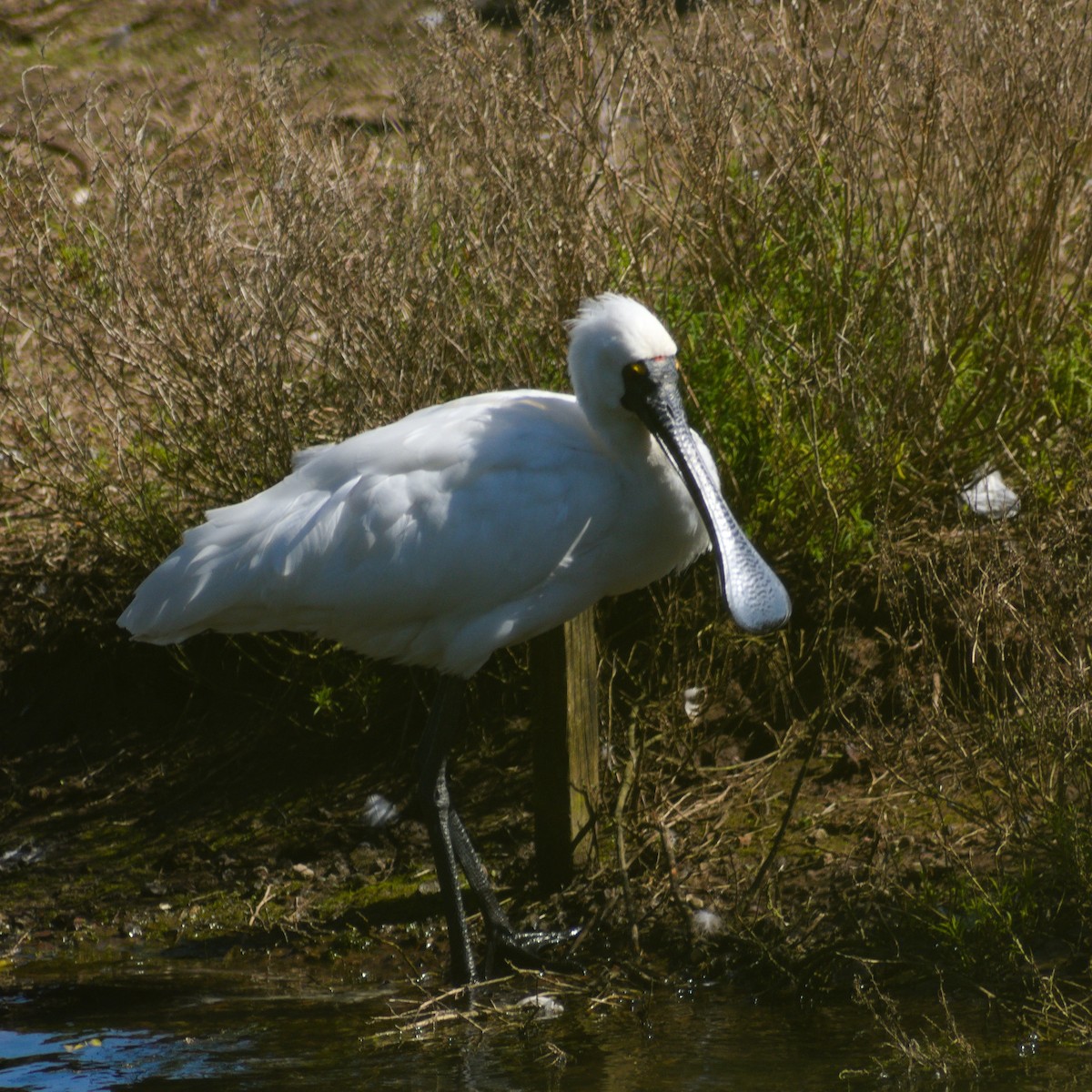Royal Spoonbill - ML641045071