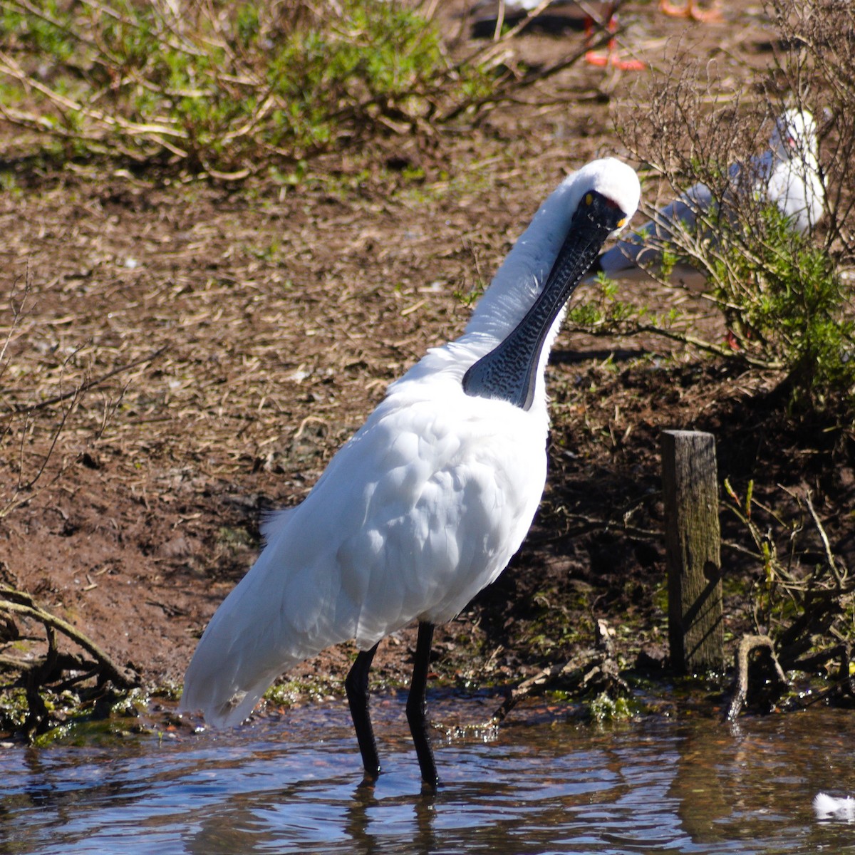 Royal Spoonbill - ML641045072