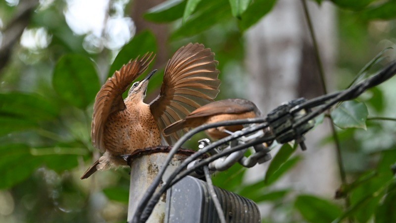 Victoria's Riflebird - ML641045087