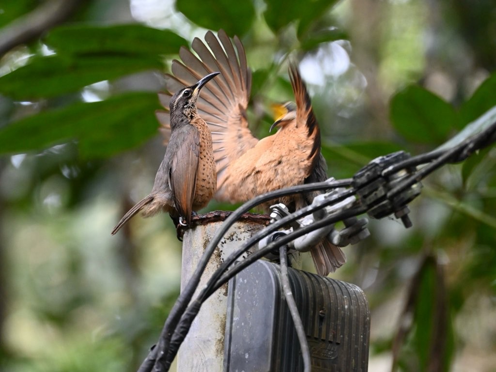 Victoria's Riflebird - ML641045089
