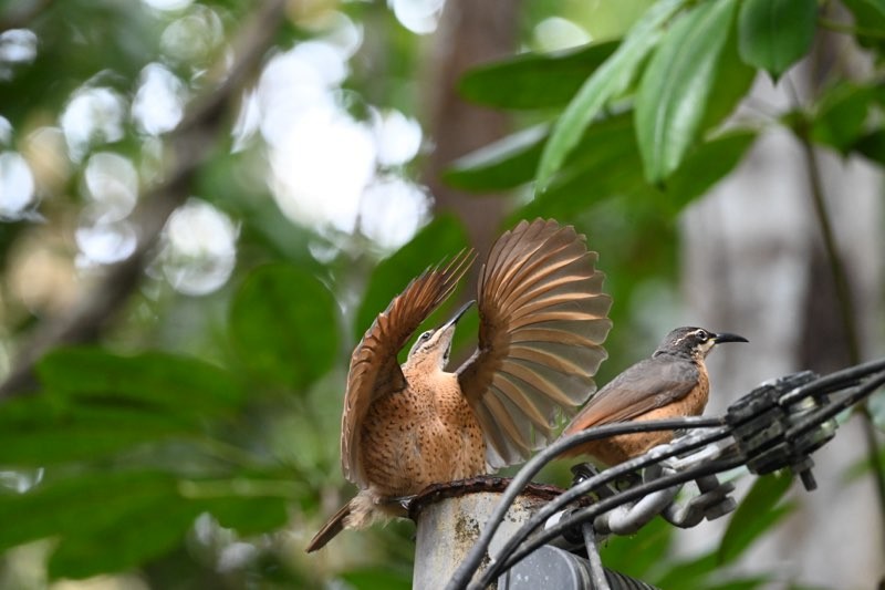 Victoria's Riflebird - ML641045090