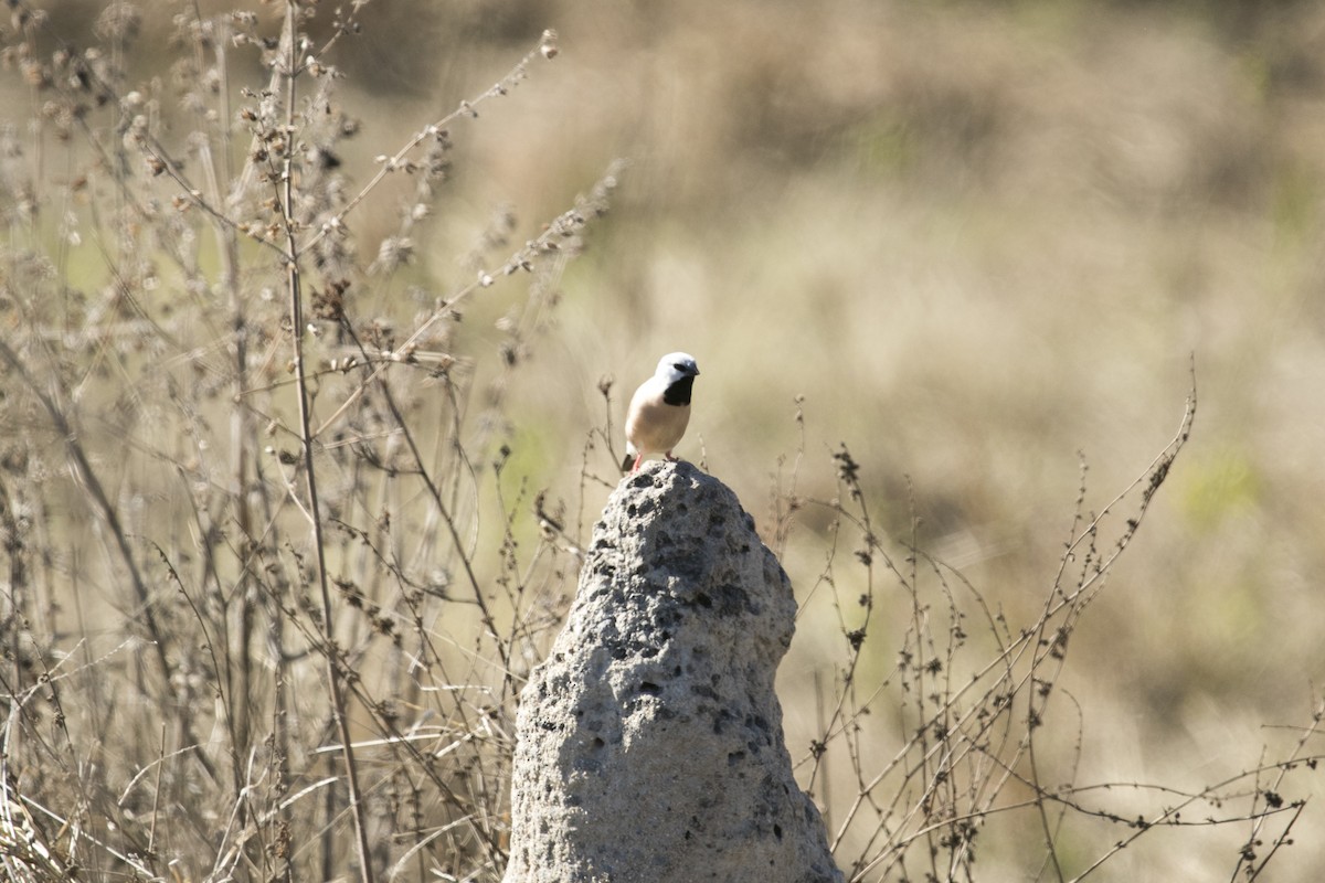 Black-throated Finch - ML641045106