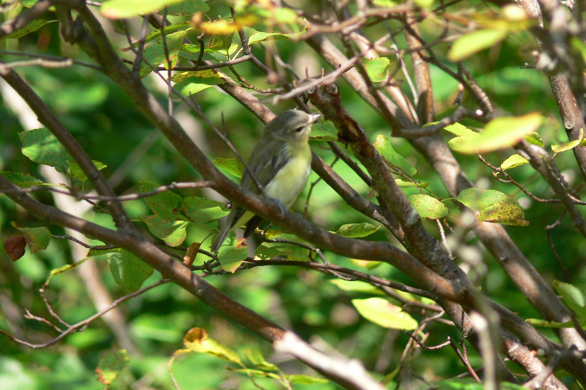 Philadelphia Vireo - ML641045107