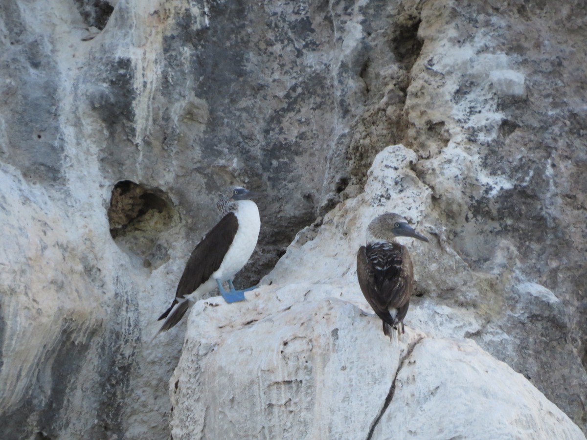 Blue-footed Booby - ML64104511