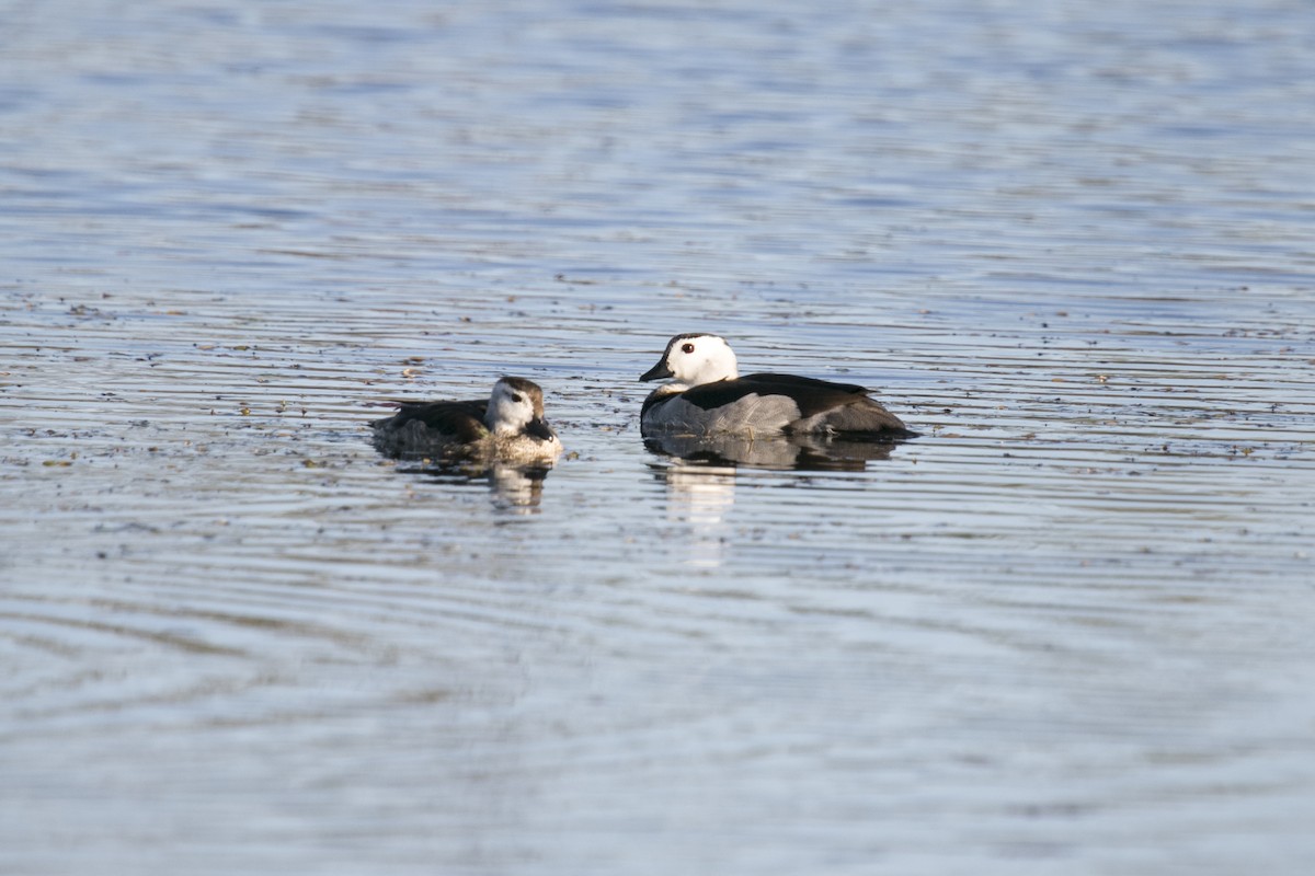 Cotton Pygmy-Goose - ML641045113