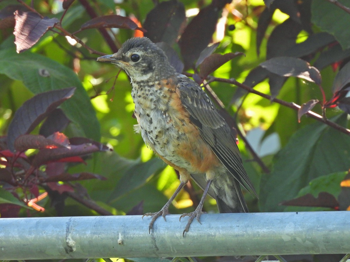 American Robin - ML641045119