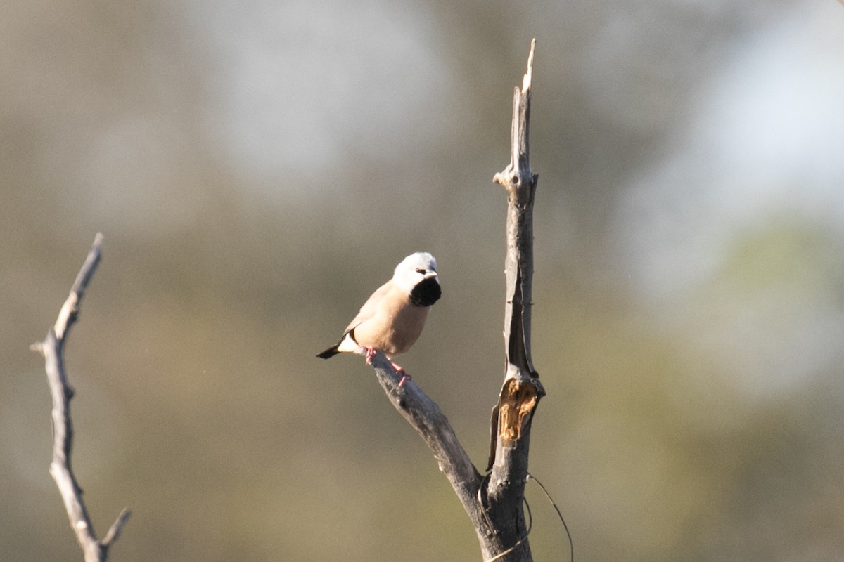 Black-throated Finch - ML641045120