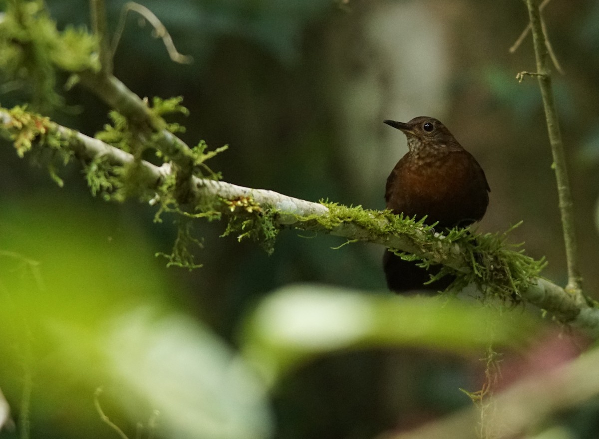 Rufous-breasted Leaftosser - ML641045123
