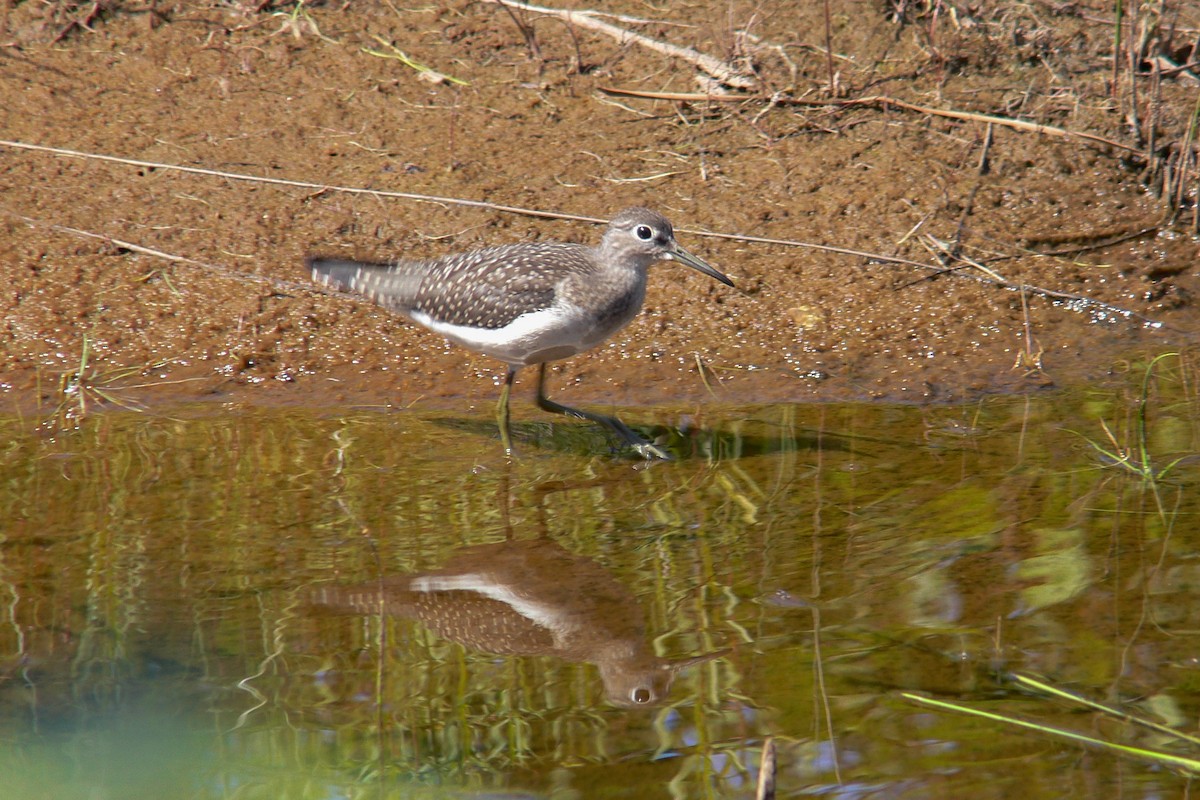 Solitary Sandpiper - ML641045125