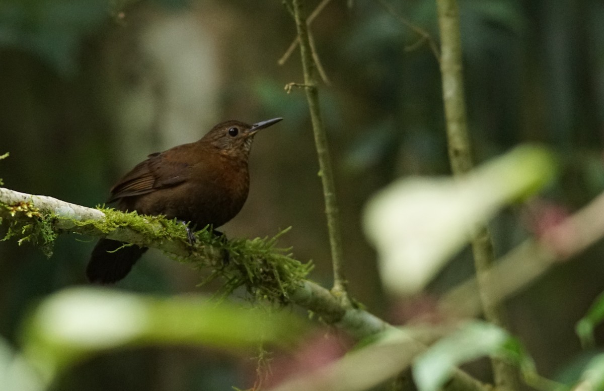 Rufous-breasted Leaftosser - ML641045127