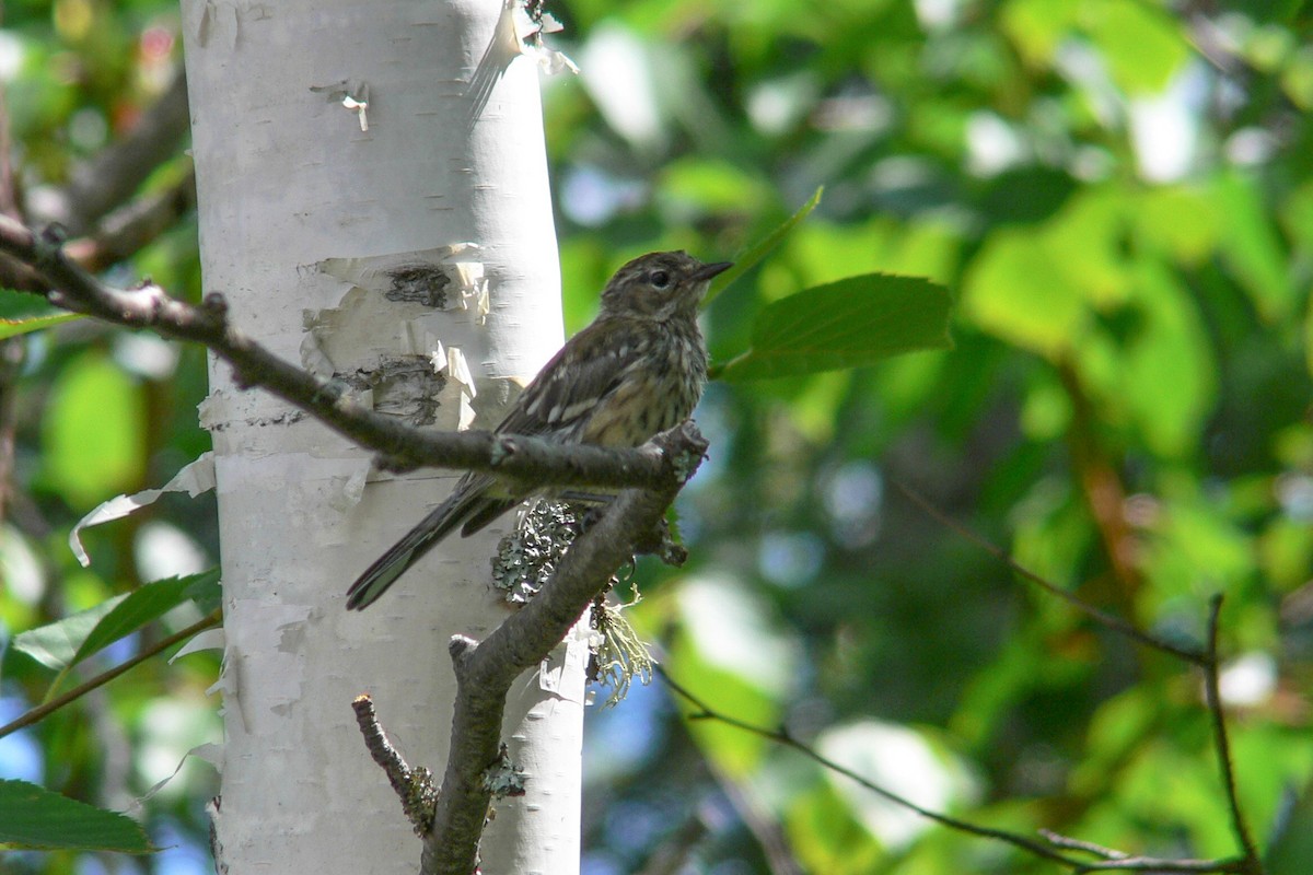 Yellow-rumped Warbler - ML641045129