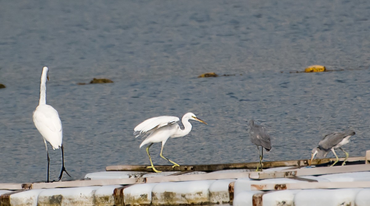 Western Reef-Heron - ML641045135