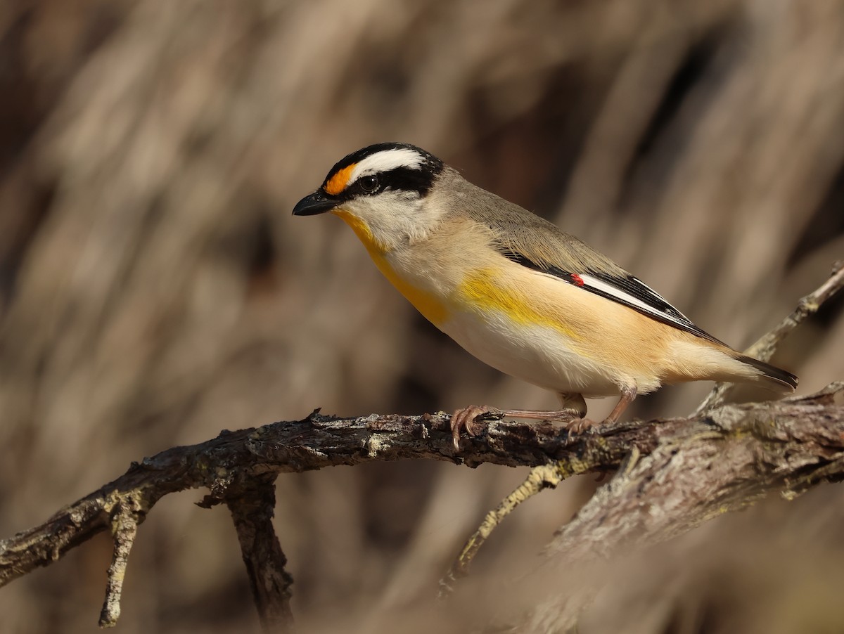Striated Pardalote - ML641045138