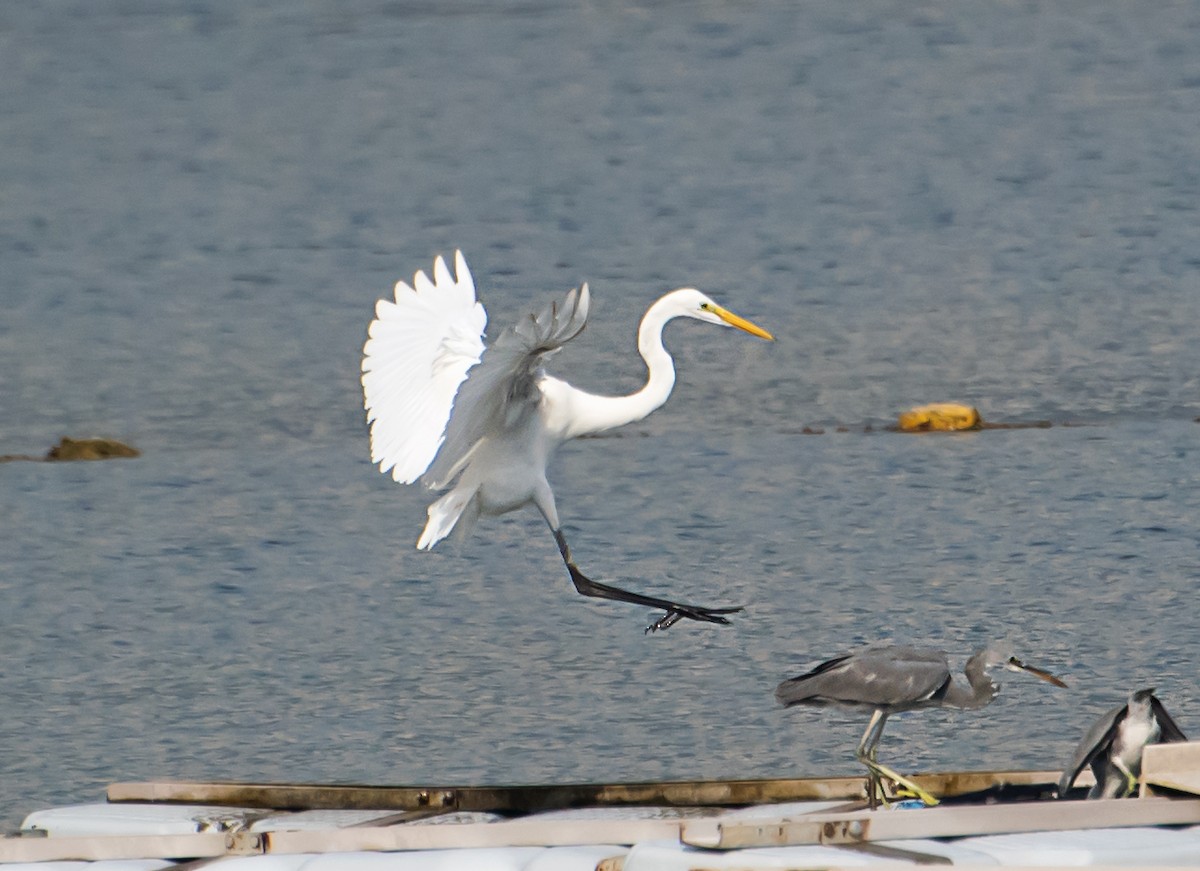 Great Egret - ML641045148