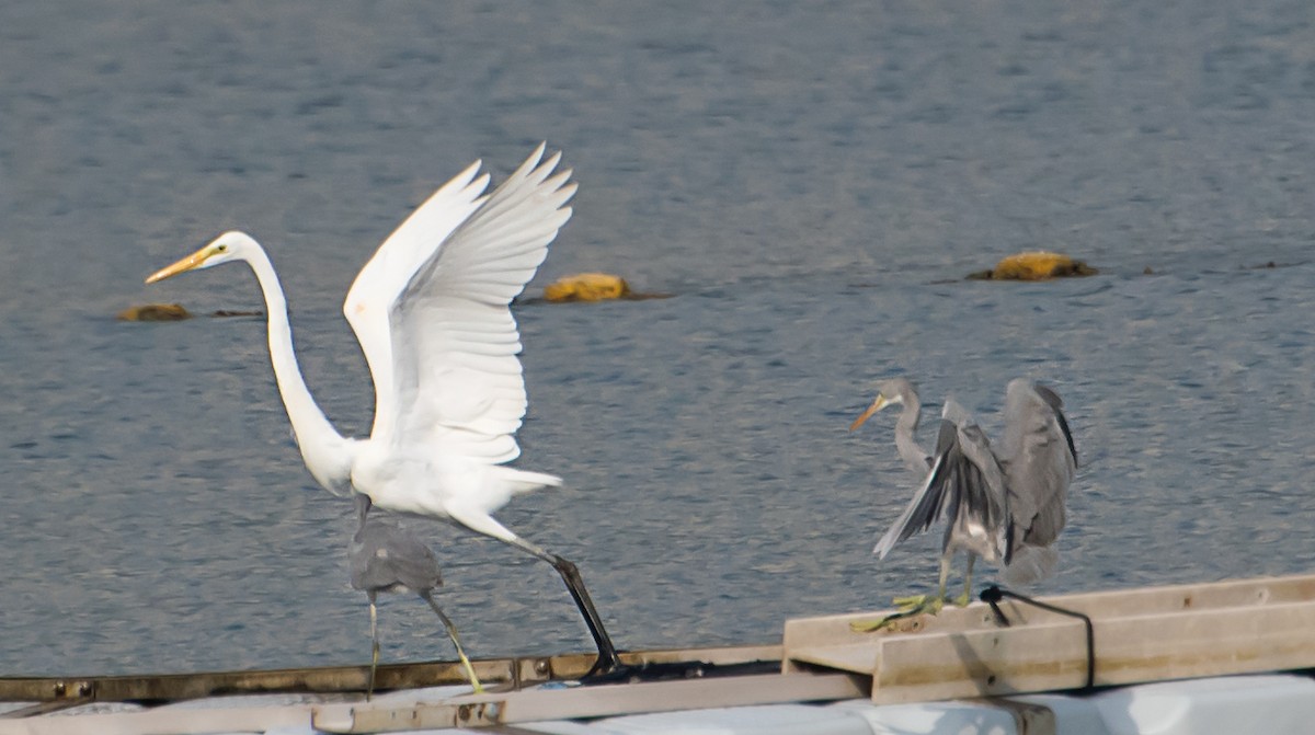 Great Egret - ML641045149