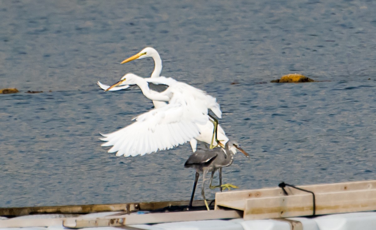 Great Egret - ML641045150