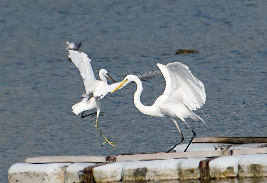 Great Egret - ML641045151