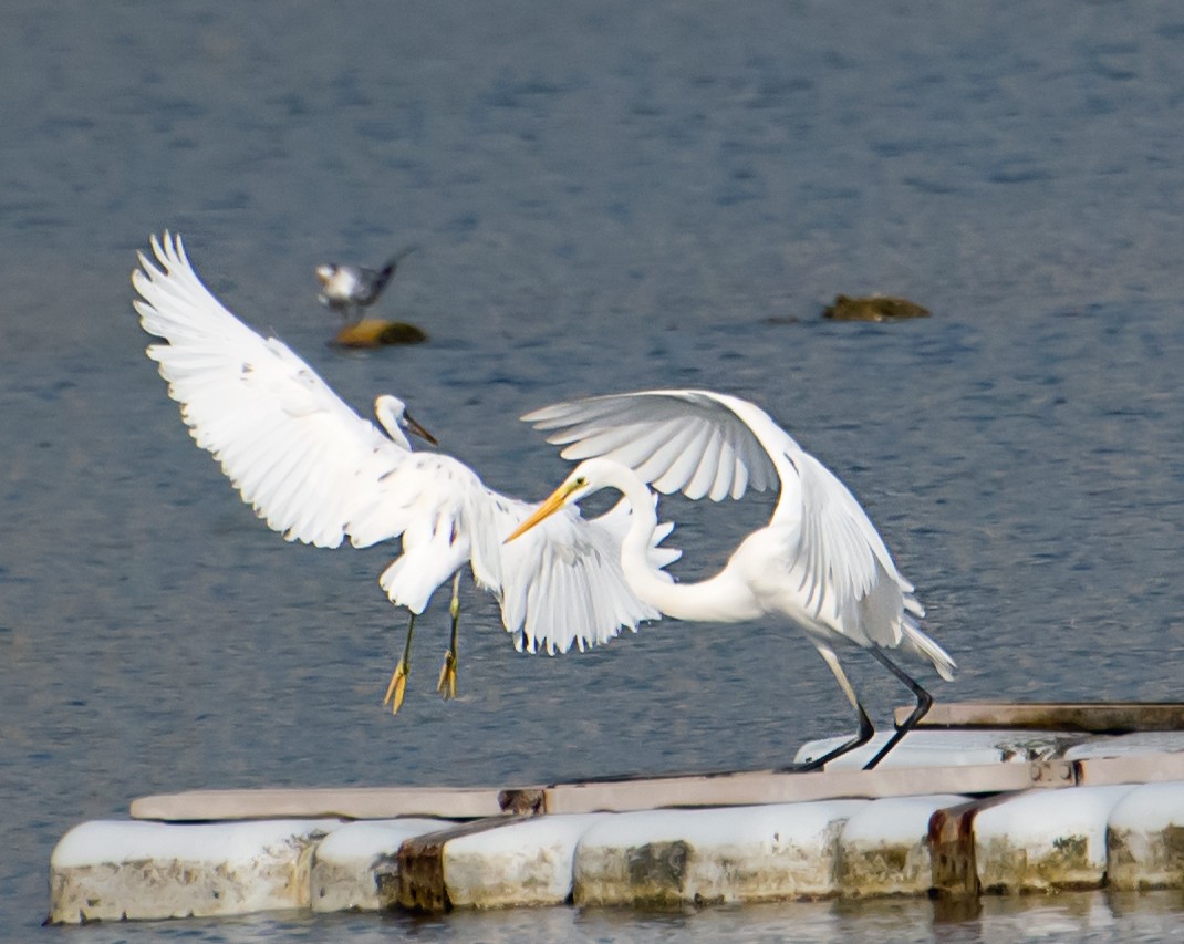 Great Egret - ML641045152