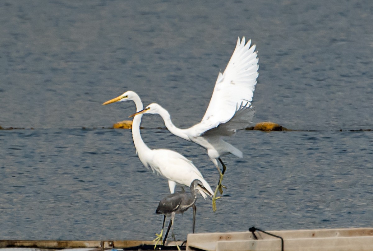 Great Egret - ML641045153