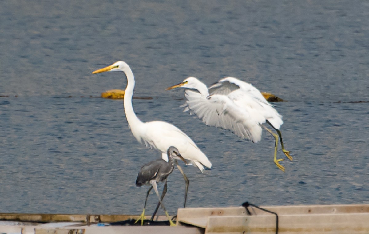 Great Egret - ML641045154