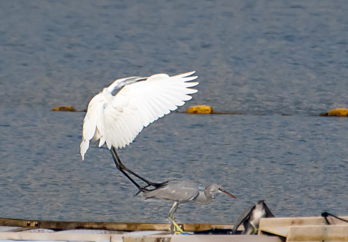 Great Egret - ML641045155