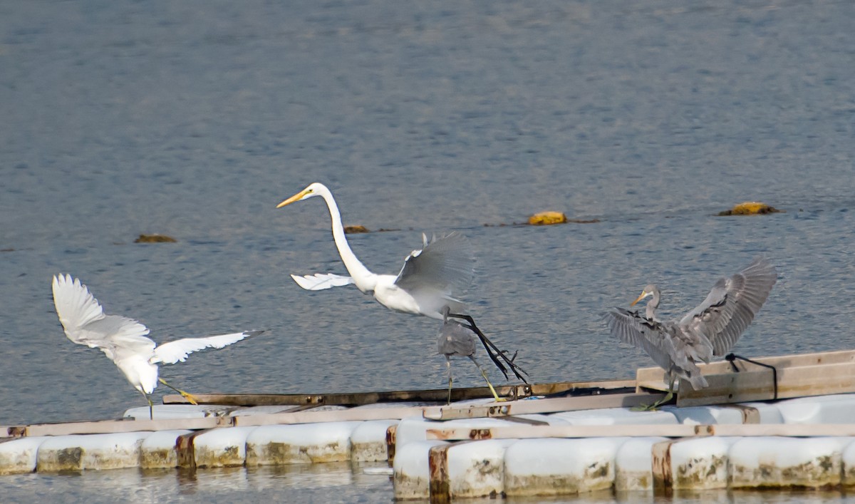 Great Egret - ML641045156