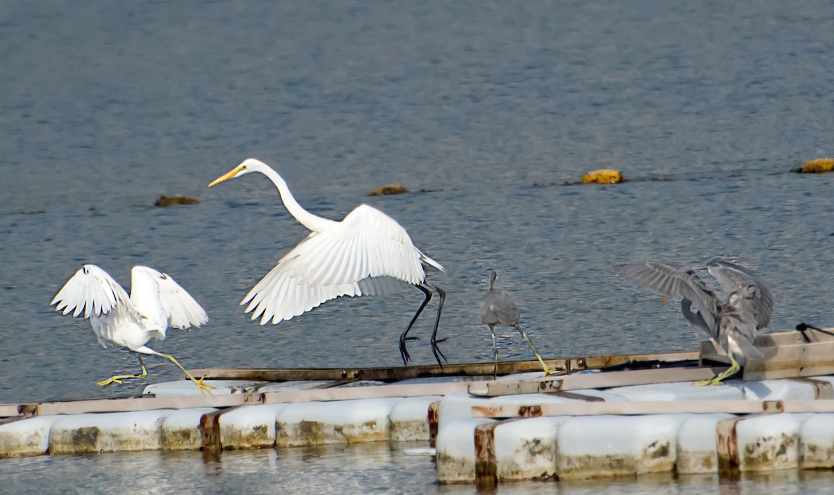 Great Egret - ML641045157