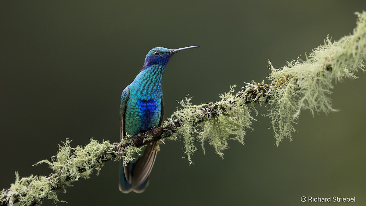 Sparkling Violetear - ML641045180