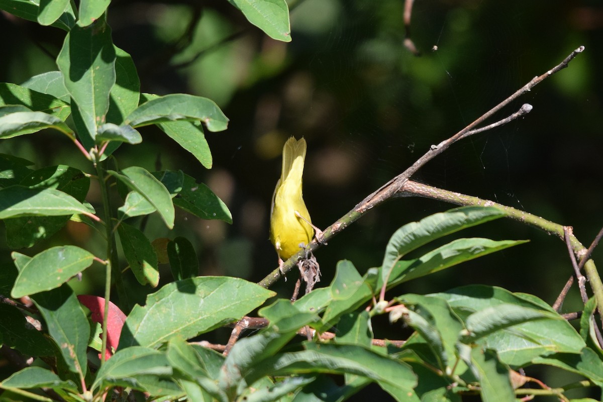 svartbrystparula - ML641045204