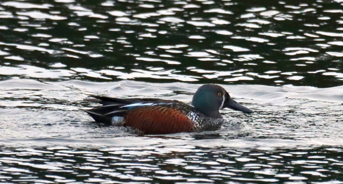 Australasian Shoveler - ML641045216
