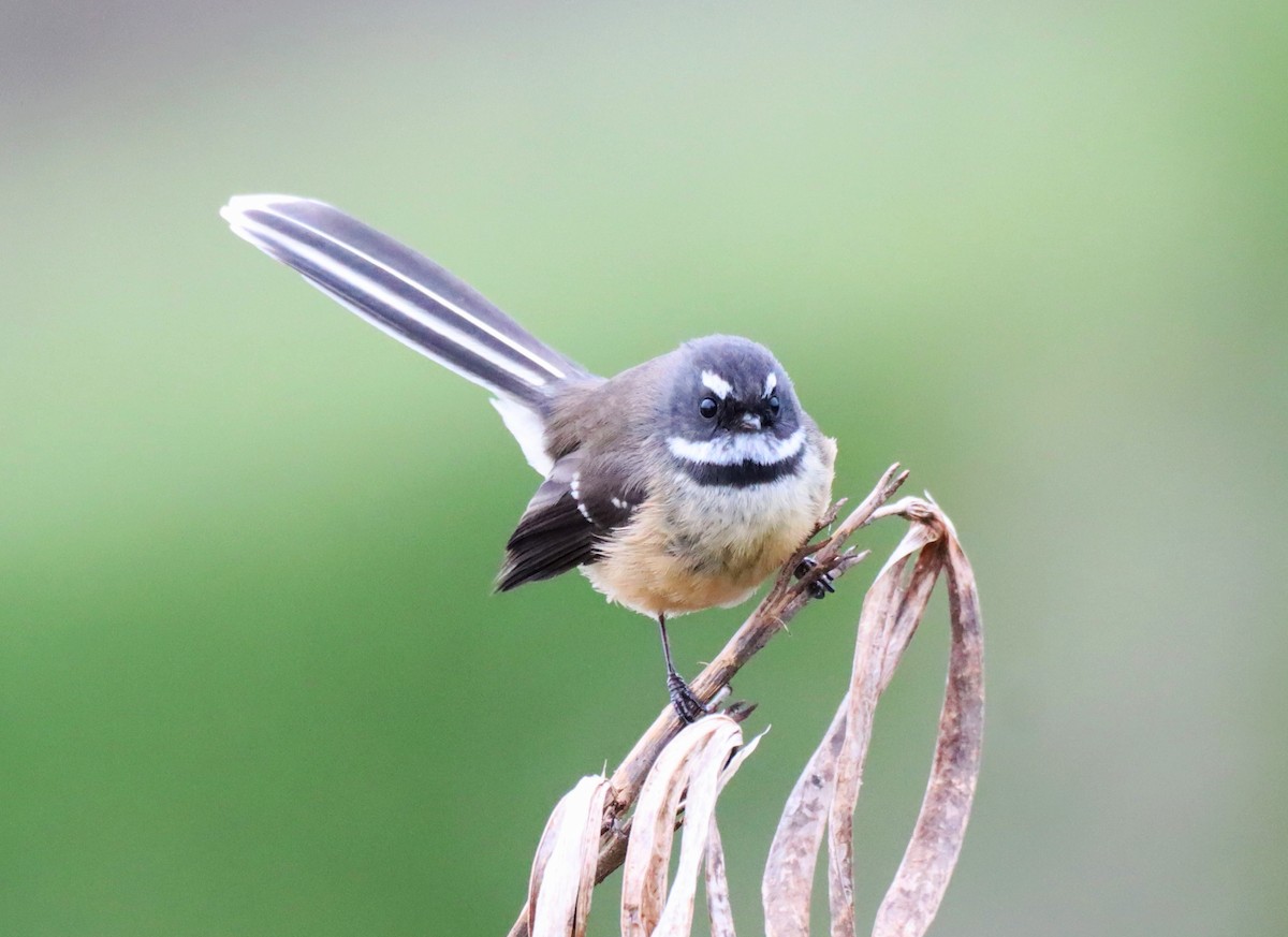 New Zealand Fantail - ML641045233