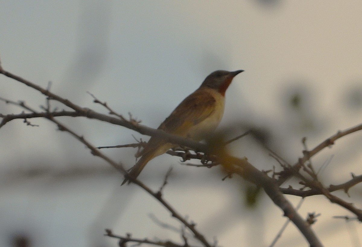 Rufous-throated Honeyeater - ML641045258