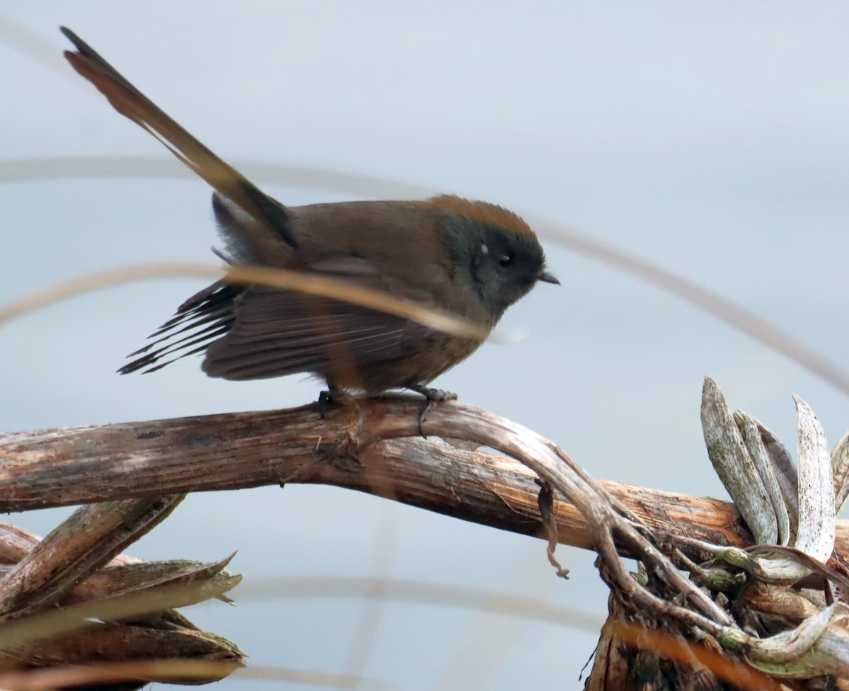 New Zealand Fantail - ML641045267
