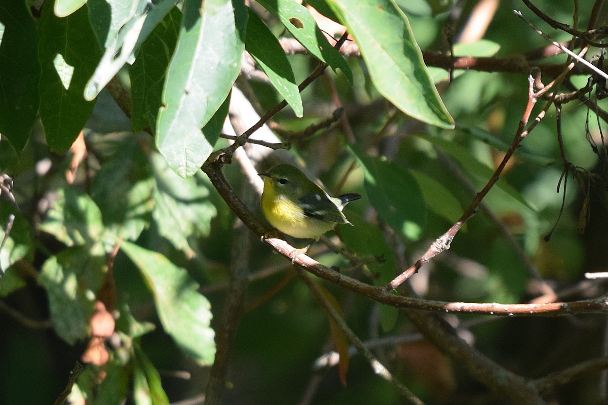 Northern Parula - ML641045286