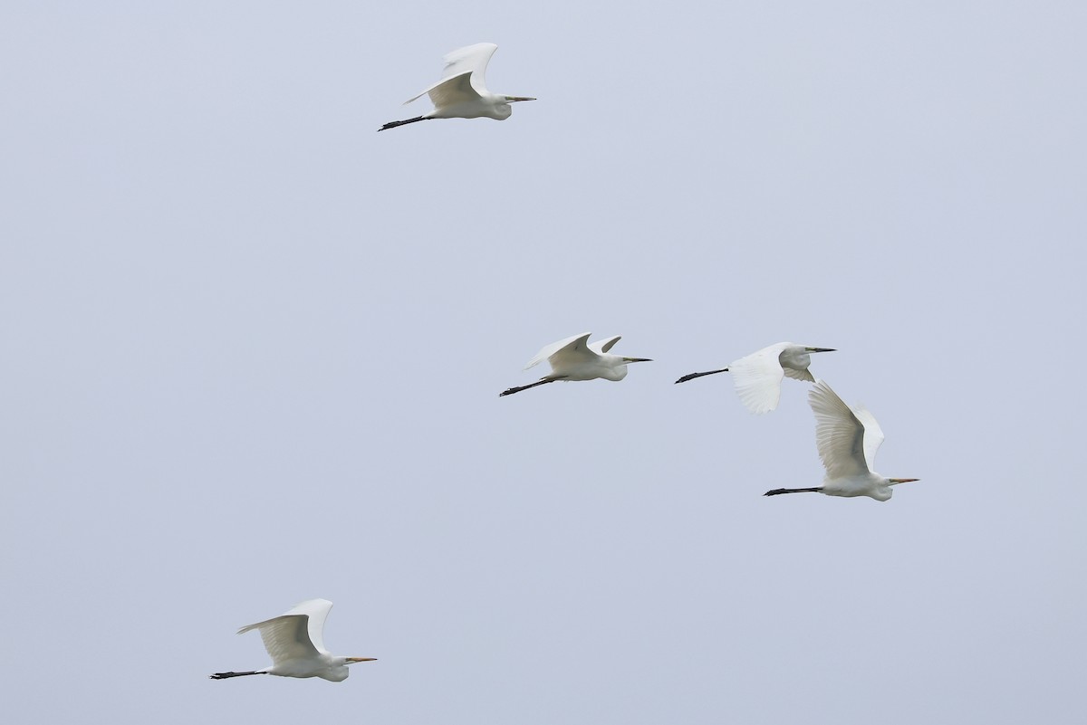 volavka bílá (ssp. modesta) - ML641045316