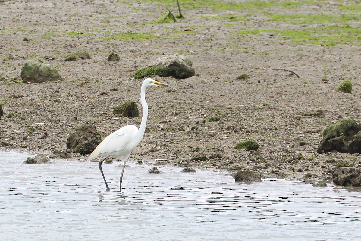 volavka bílá (ssp. alba) - ML641045319