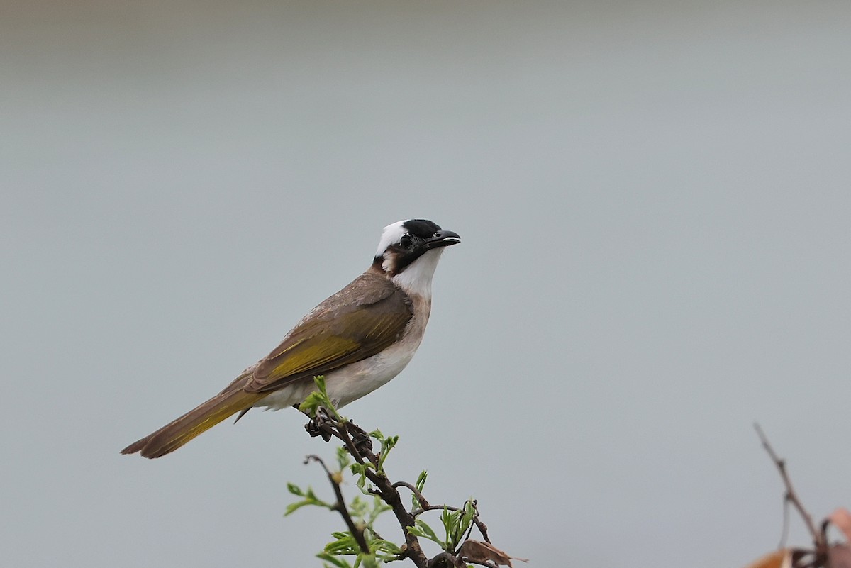 Light-vented Bulbul - ML641045325