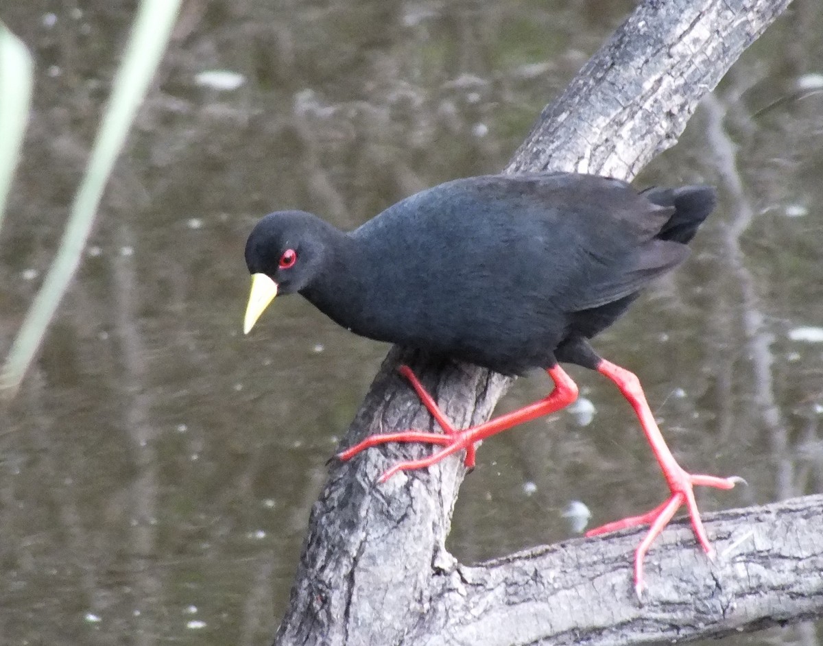 Black Crake - ML641045342