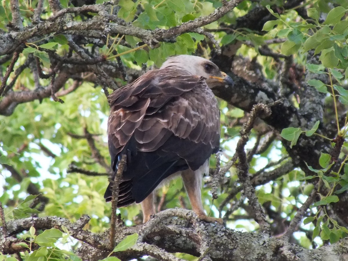 Wahlberg's Eagle - ML641045376