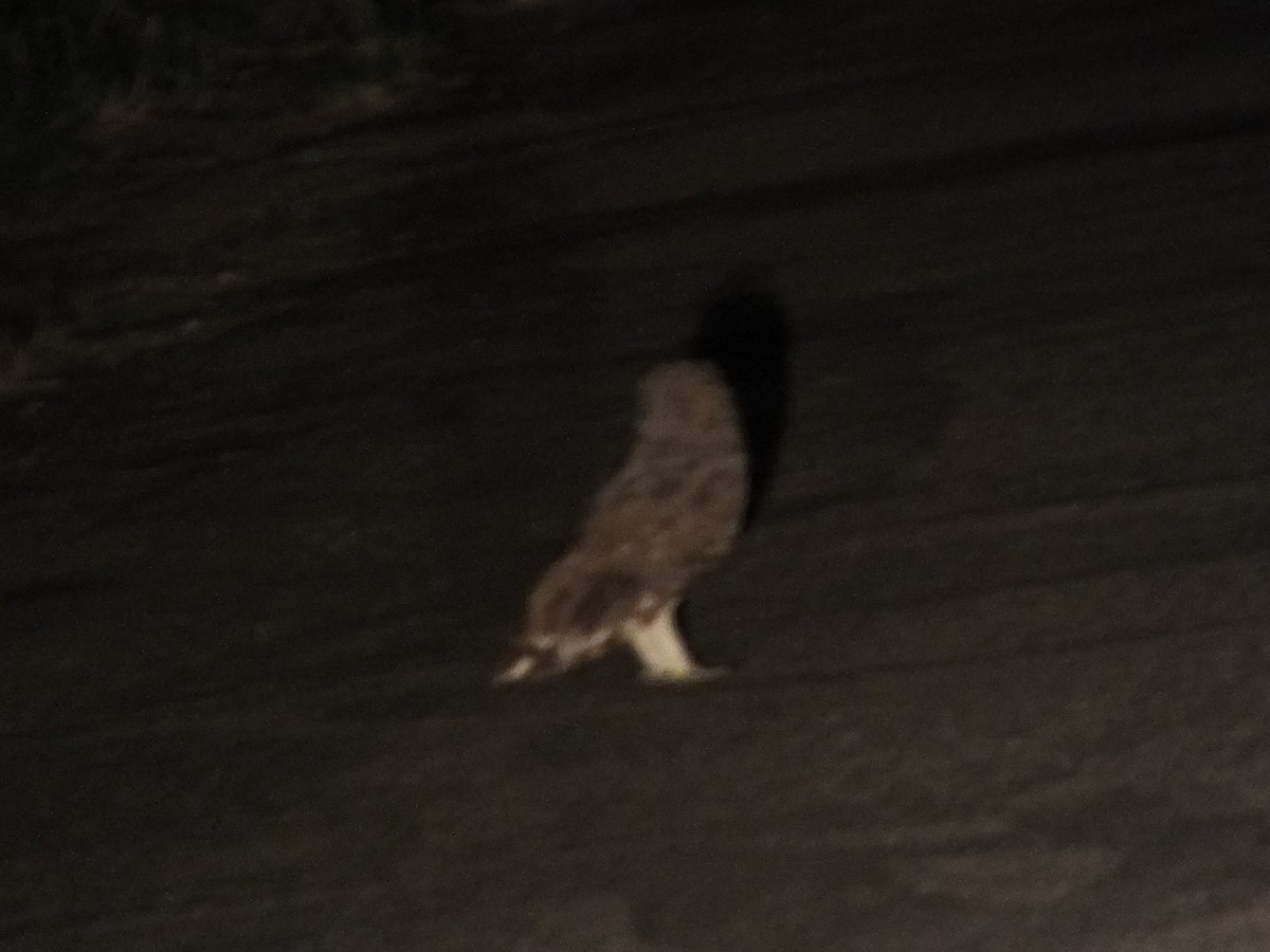Marsh Owl - ML641045407
