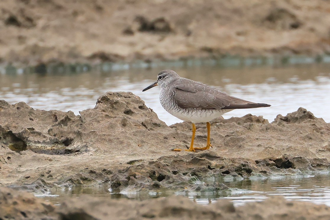 Gray-tailed Tattler - ML641045408