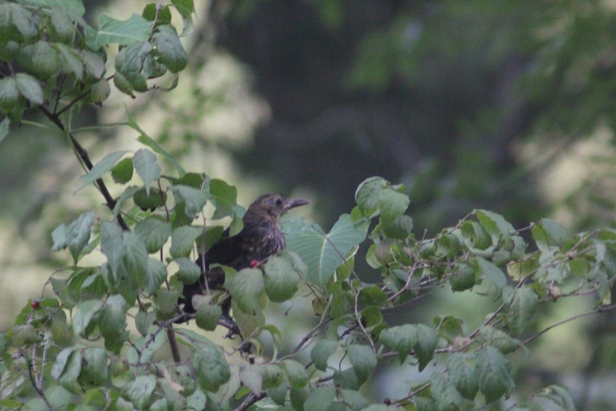 Chinese Blackbird - ML641045434