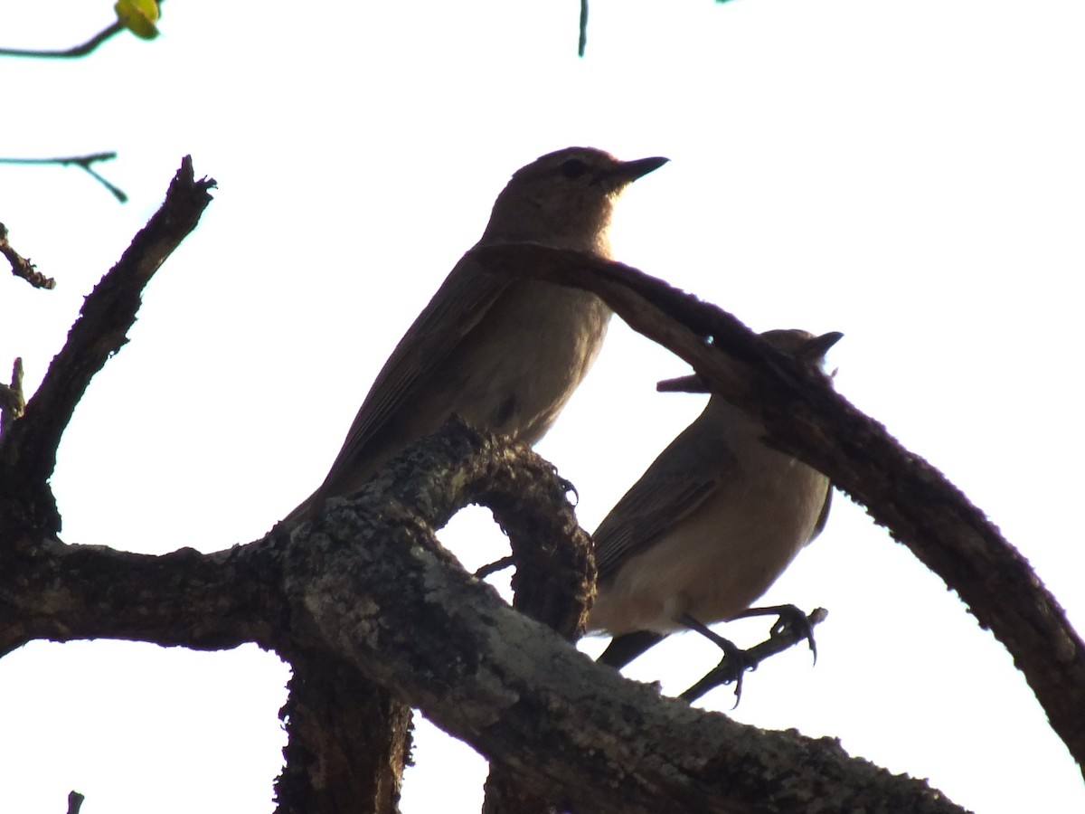 Pale Flycatcher - ML641045438