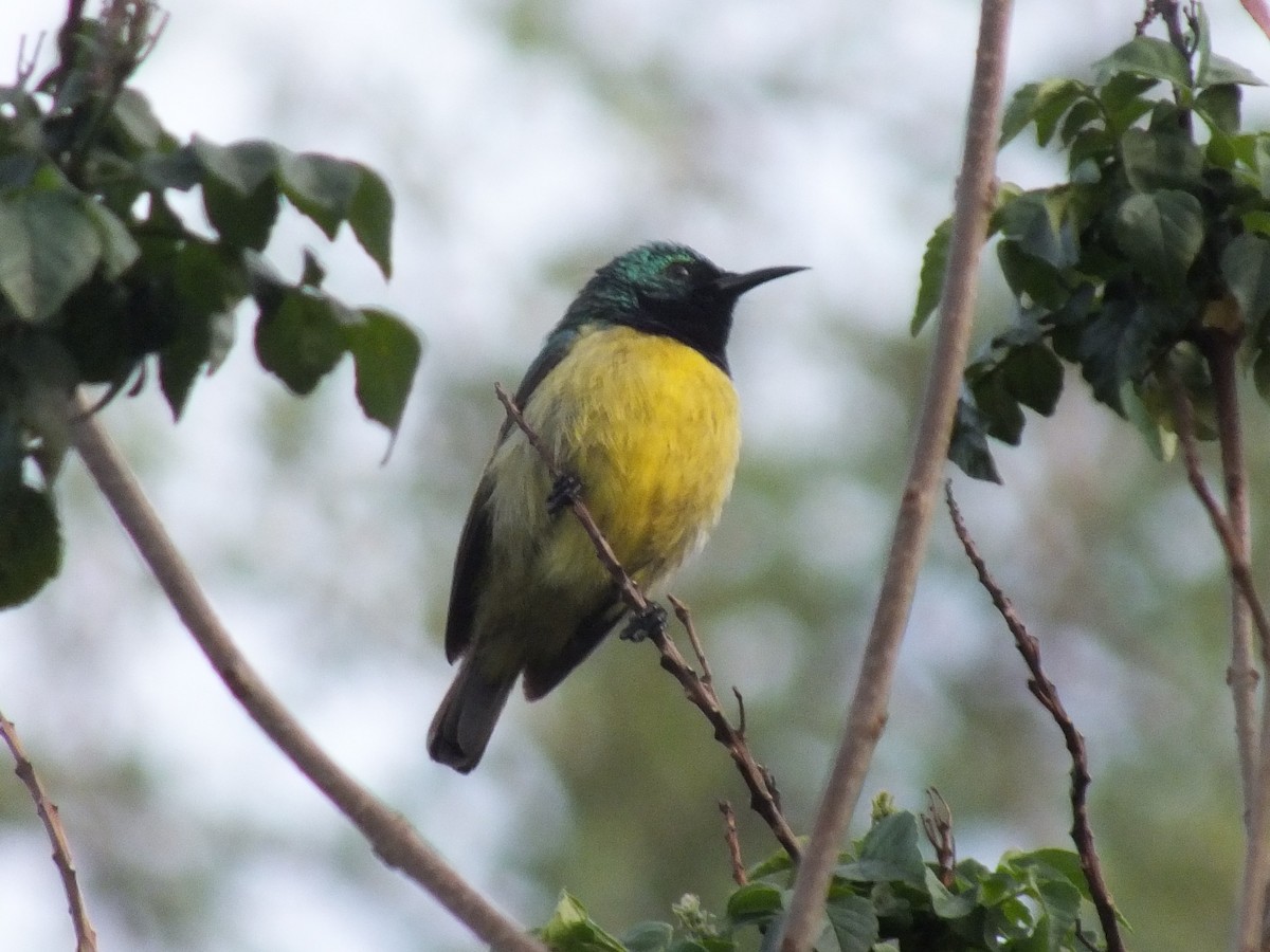 Collared Sunbird - ML641045448
