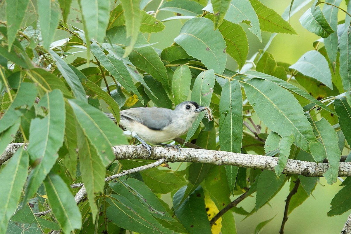 sýkora rezavoboká - ML641045468