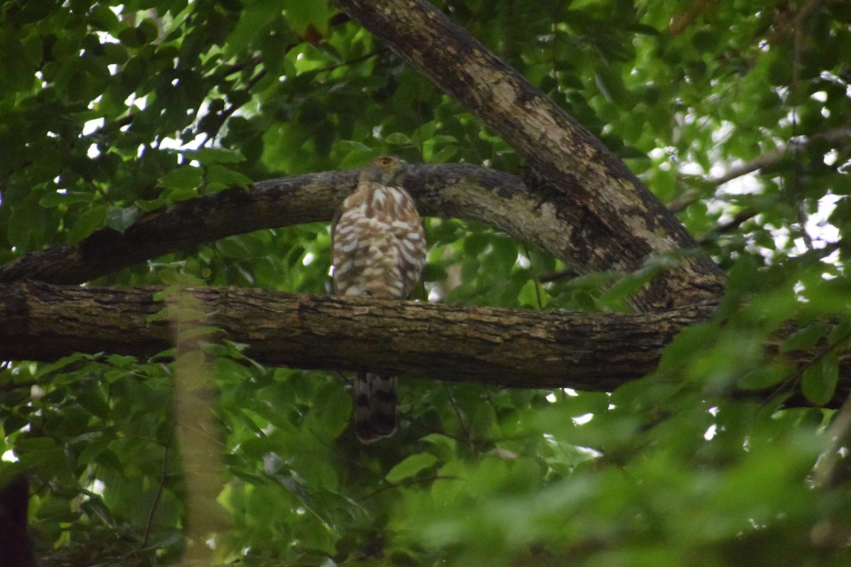 Crested Goshawk - ML641045548