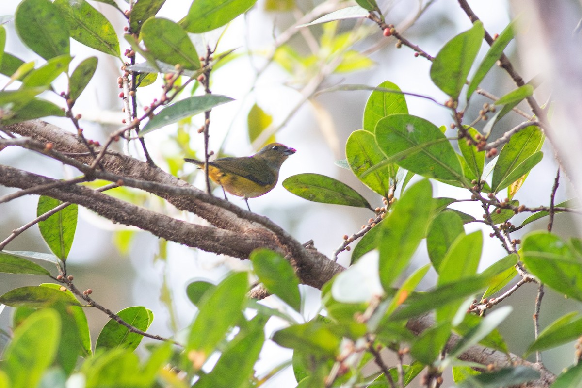 Orange-bellied Euphonia - ML641045607