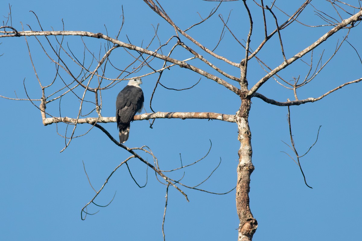 Gray-headed Kite - ML641045620